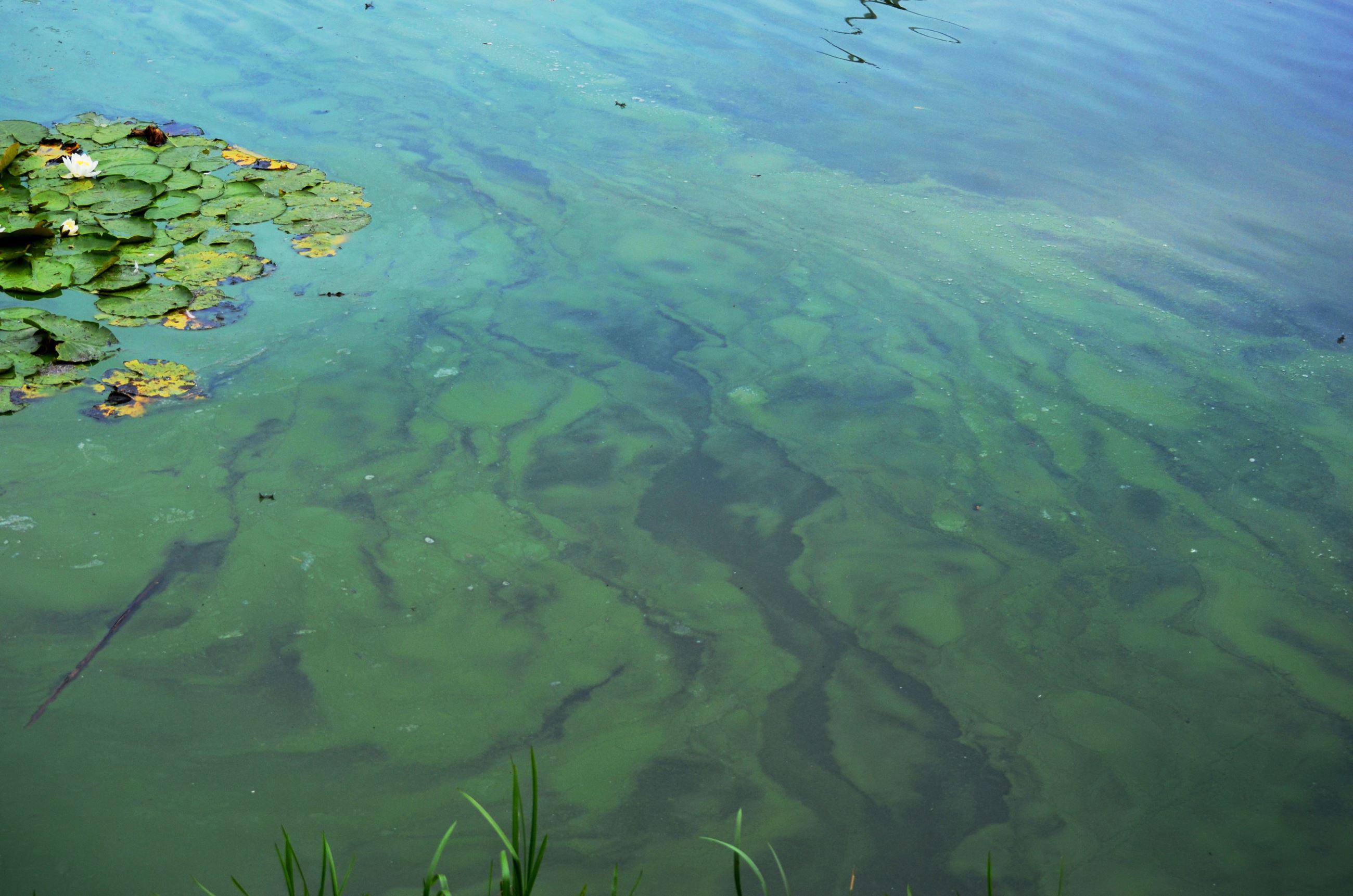 Picture of Blue Green Algae on Top of Lake Water