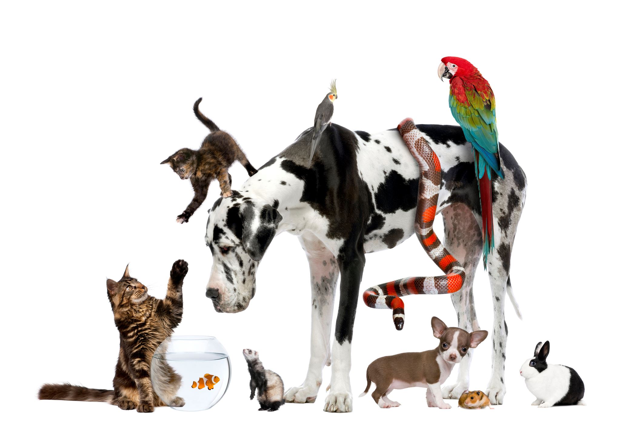 Picture of Dogs, Cats, Fish, Birds and Snake