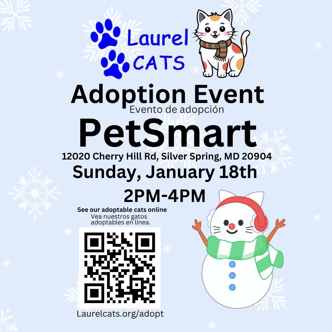 Laurel Cats Adoption