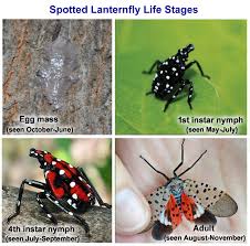 Spotted Lantern Fly Stages