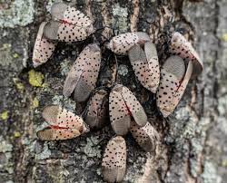 Spotted Lantern Fly Grouped on Tree