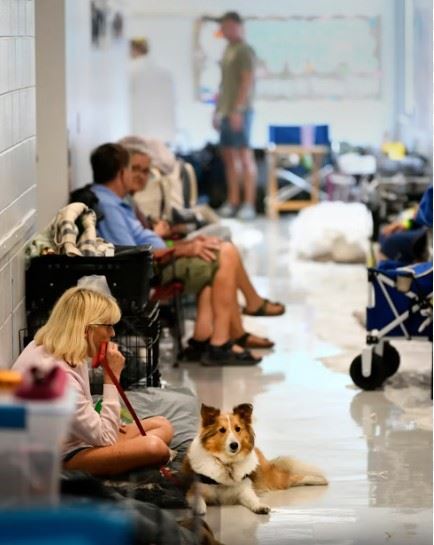 Pet-Friendly Shelter